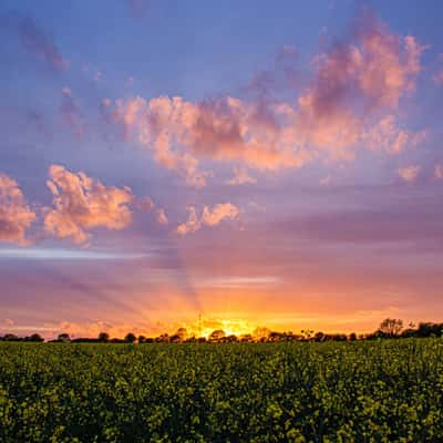 Sunset over Rapeseed Field, United Kingdom