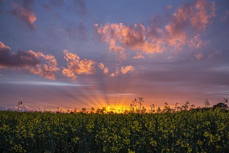 Sunset over Rapeseed Field