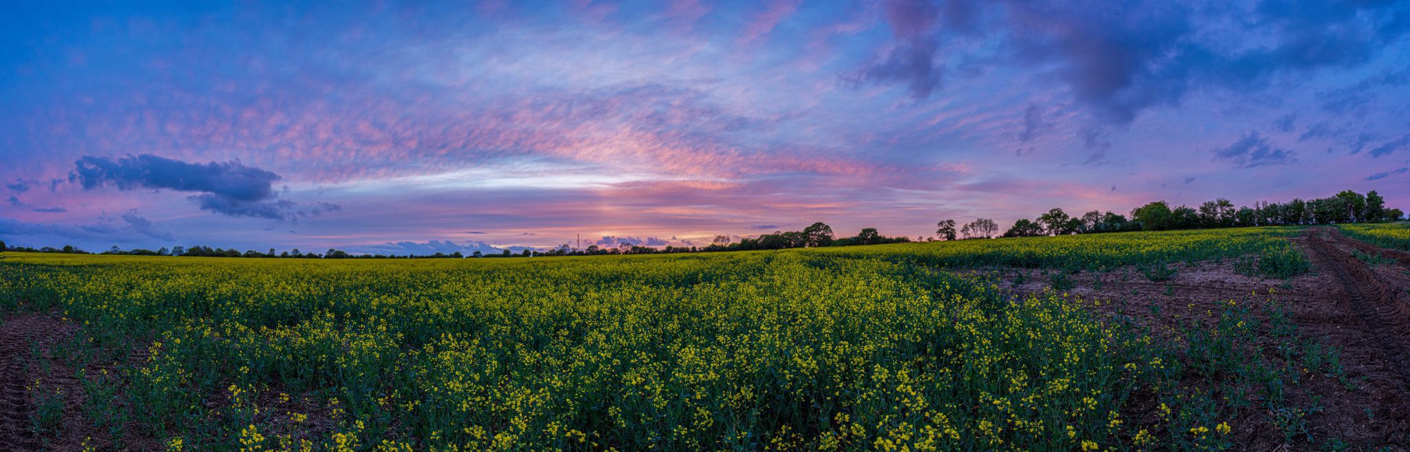 Sunset over Rapeseed Field, United Kingdom