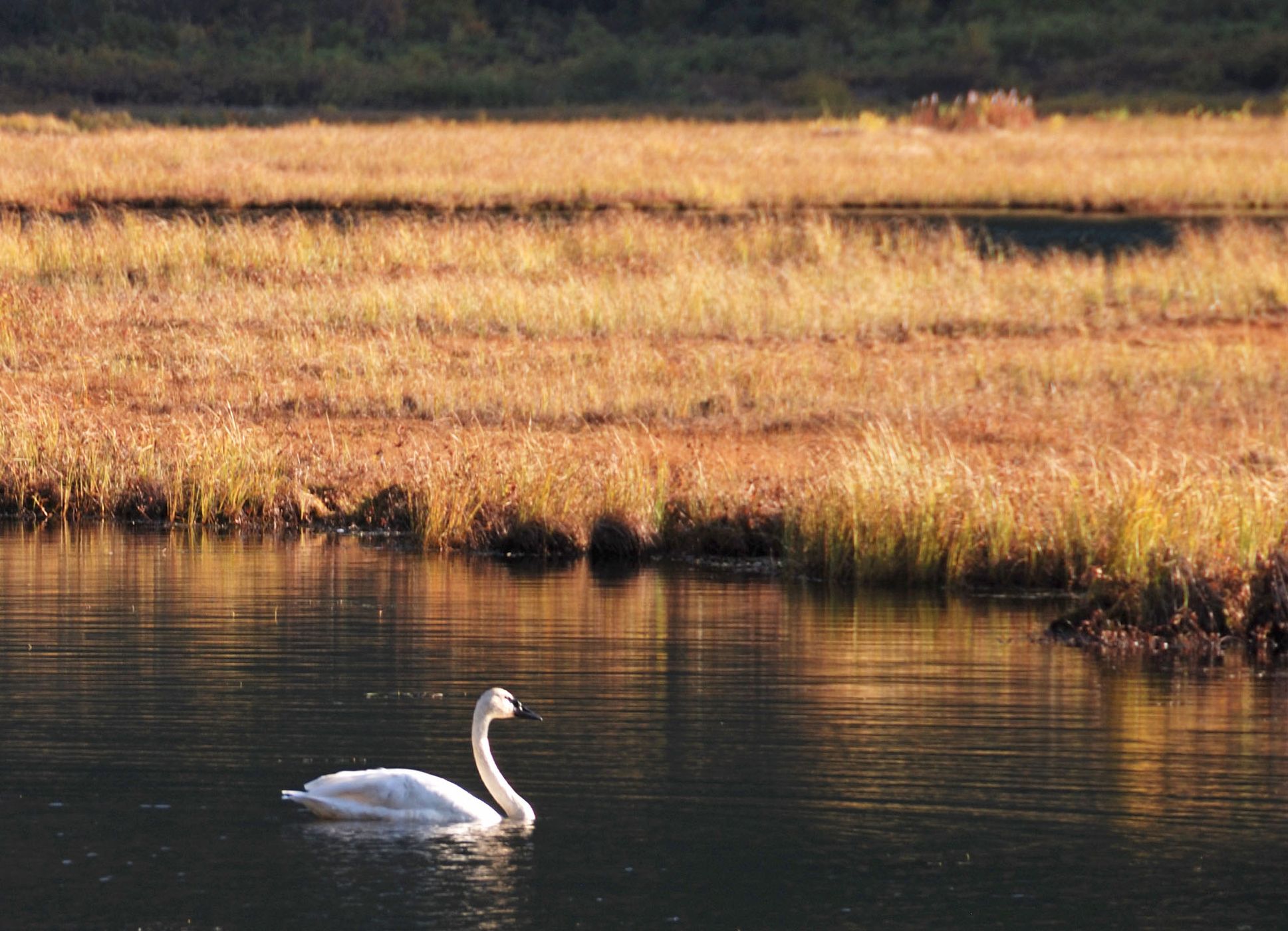 Tern Lake, Kenai Peninsula, Alaska, USA