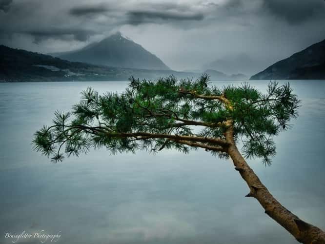 Thunersee