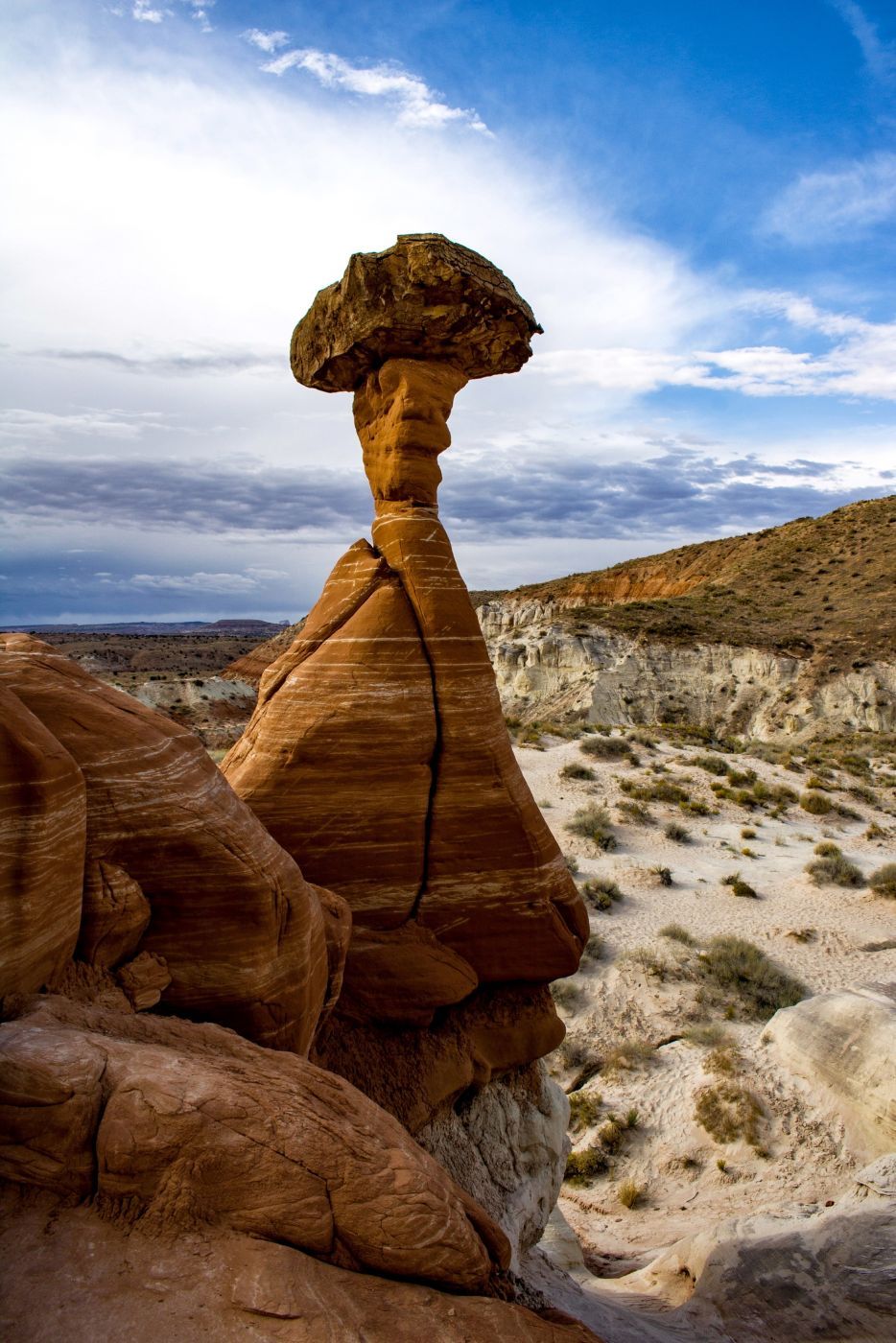 Toadstools, USA