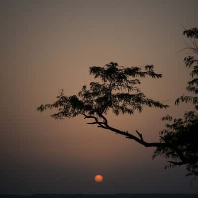 Tree of life, Bahrain