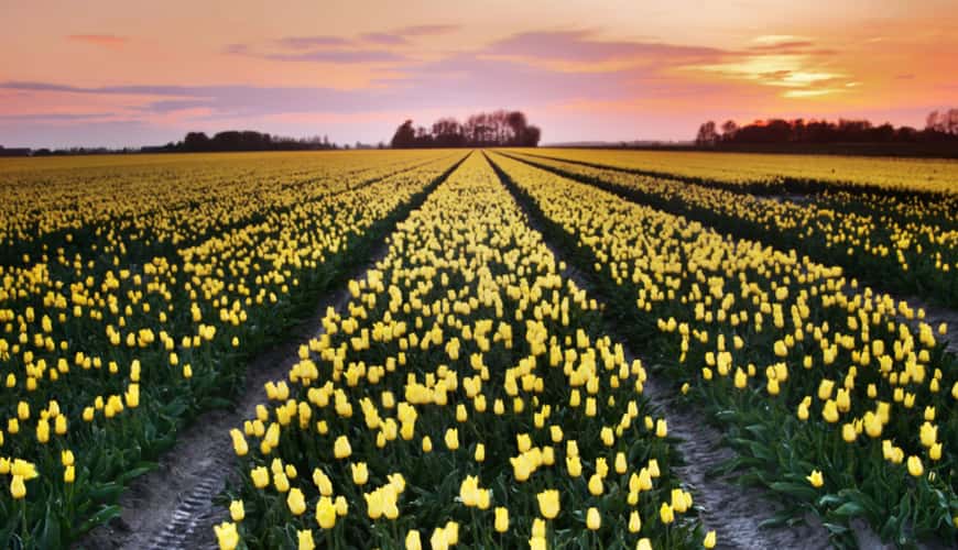 Tulip fields at sunset