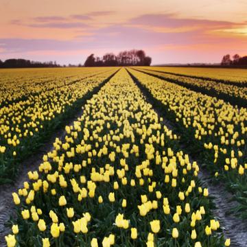 Tulip fields at sunset, Netherlands