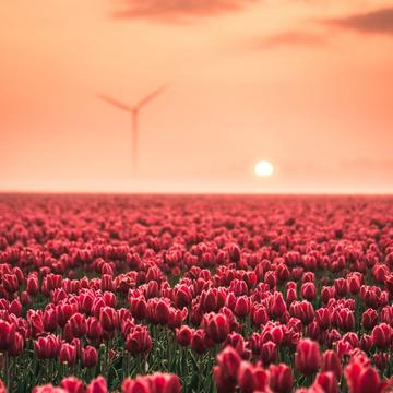 Tulip field near Biddinghuizen, Netherlands