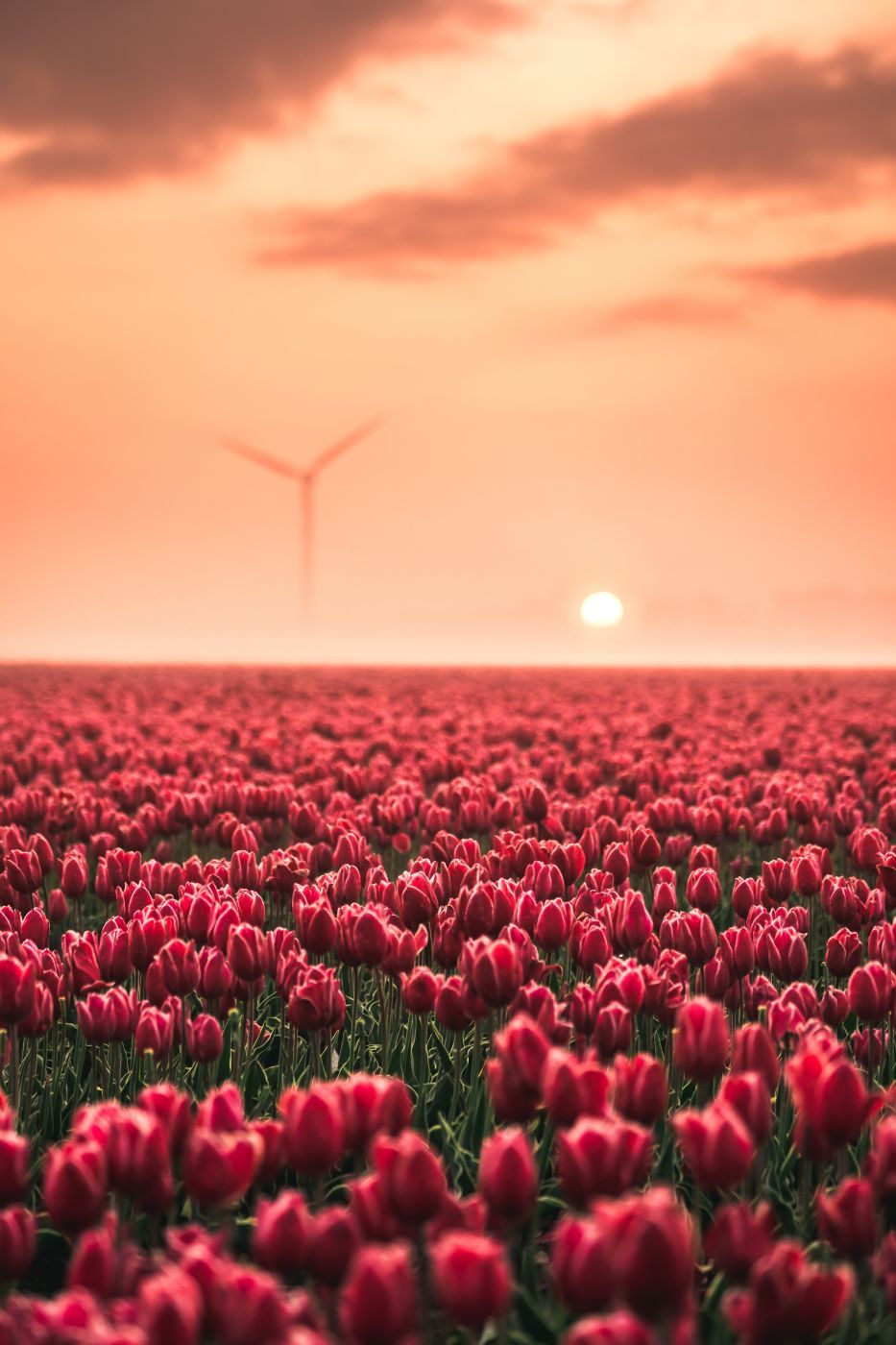 Tulip field near Biddinghuizen, Netherlands
