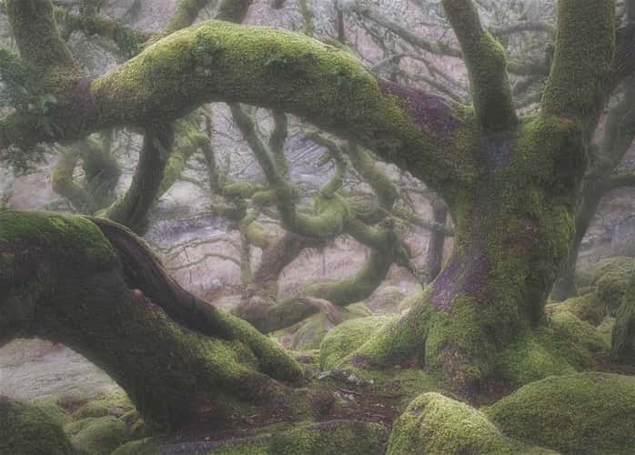 Wistman Woods