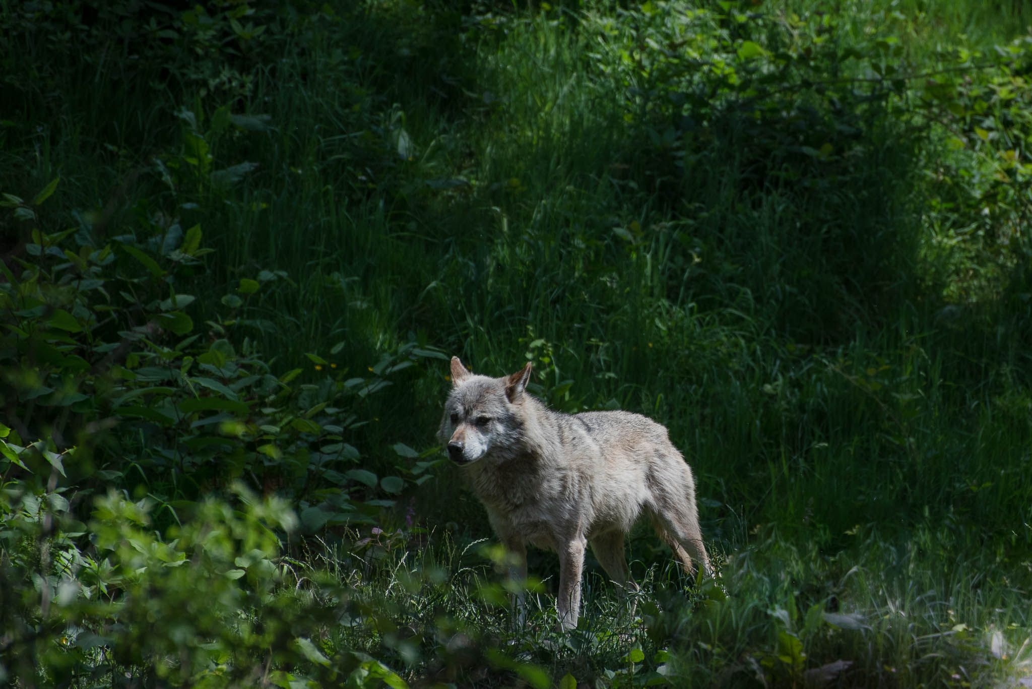 Alternativer Wolf- und Bärenpark Schwarzwald, Germany