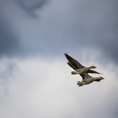 Bird Area, Germany