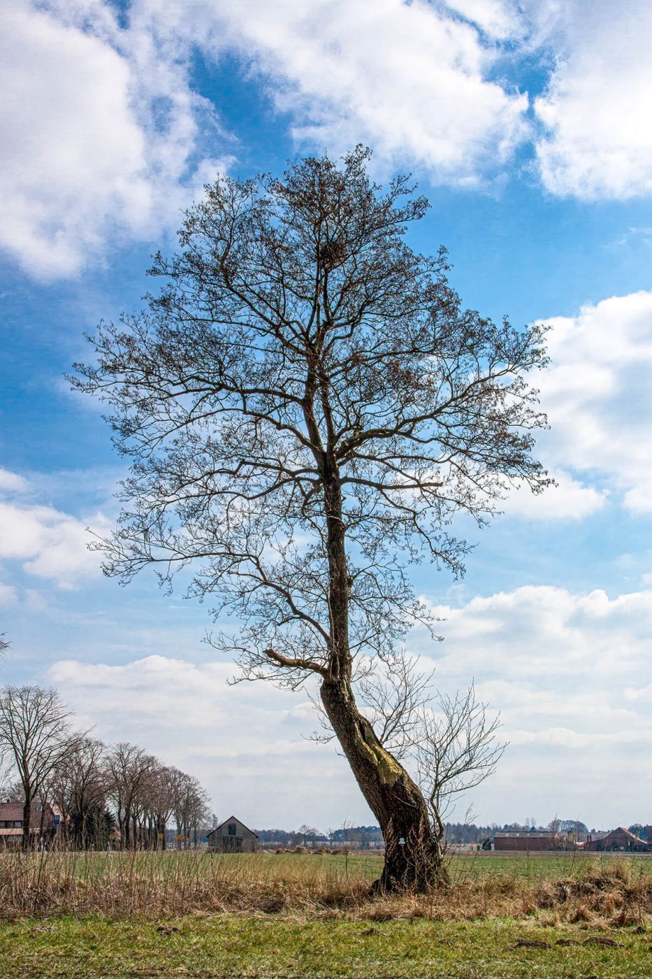 Black Alder, Germany