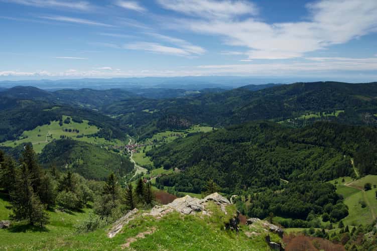 Black Forest