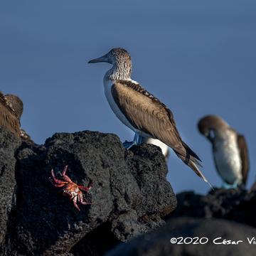 Blue Footed Booby seabird Galapagos Islands, Ecuador