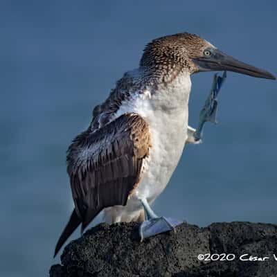 Blue Footed Booby seabird Galapagos Islands, Ecuador