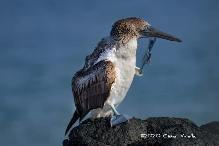 Blue Footed Booby seabird Galapagos Islands