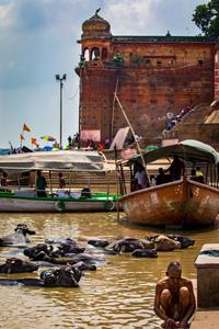 Buffalo cooling off in the Ganges Varanasi