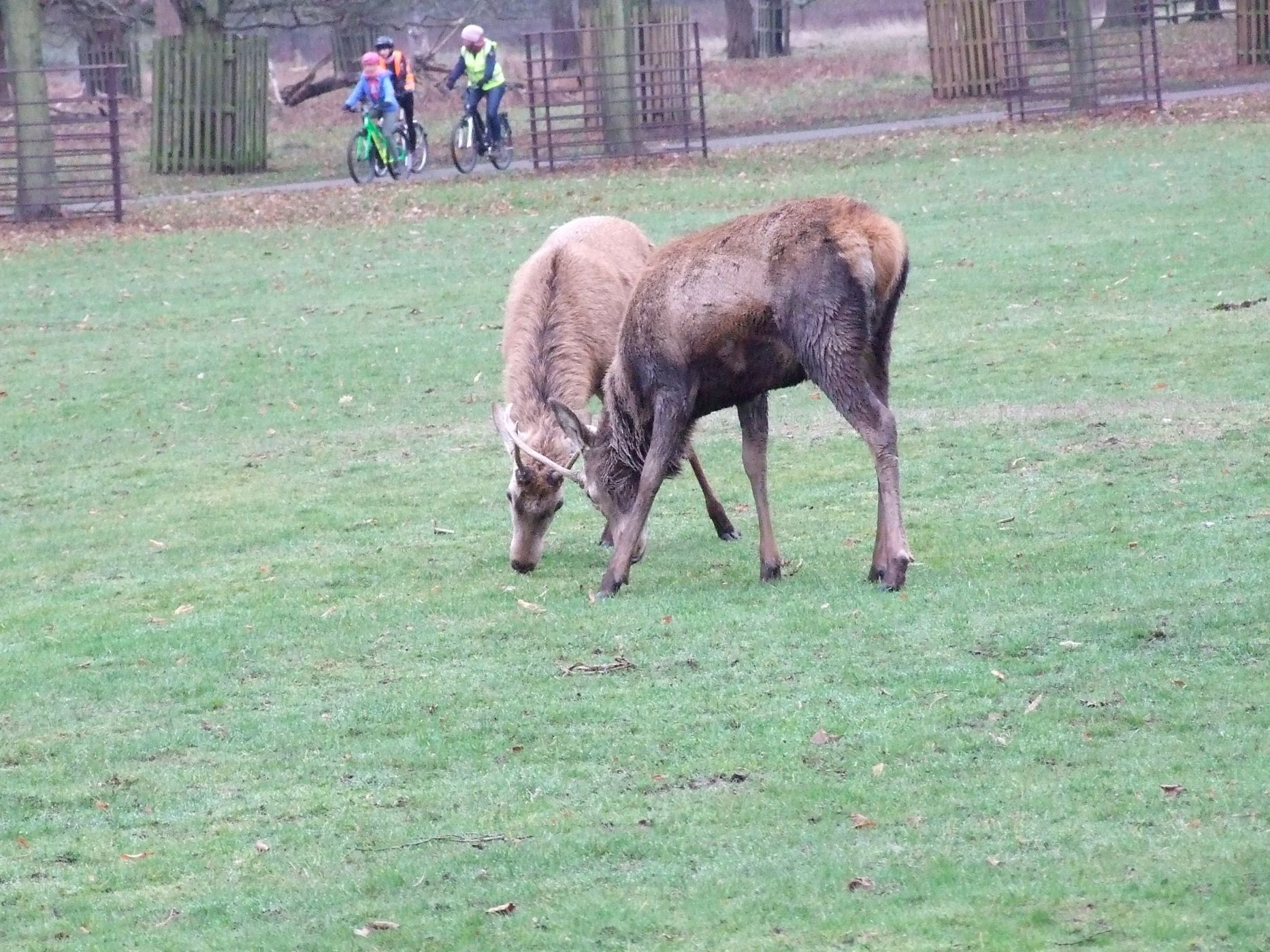 Bushy Park, United Kingdom