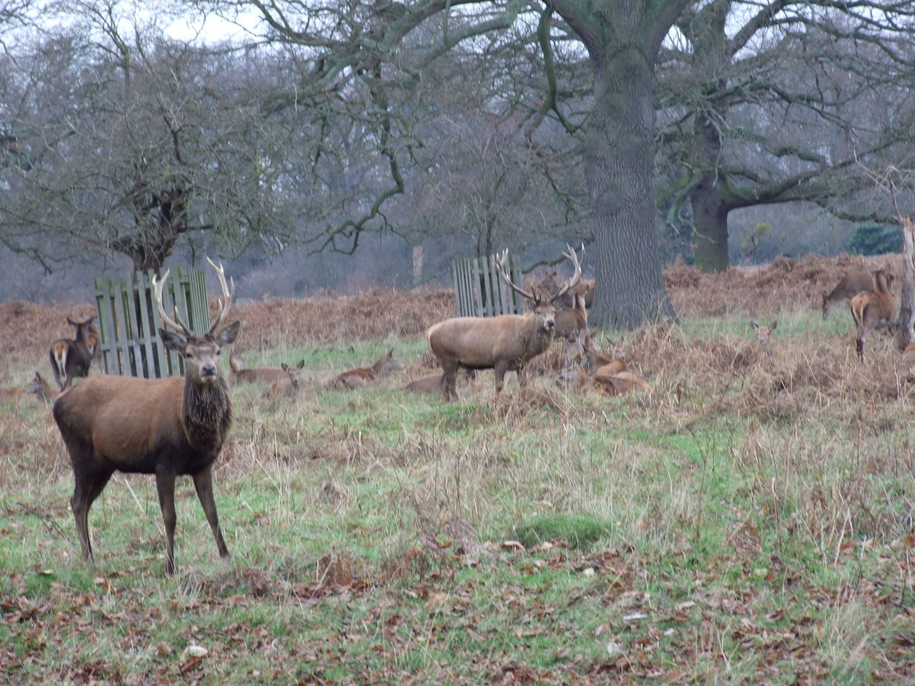 Bushy Park, United Kingdom