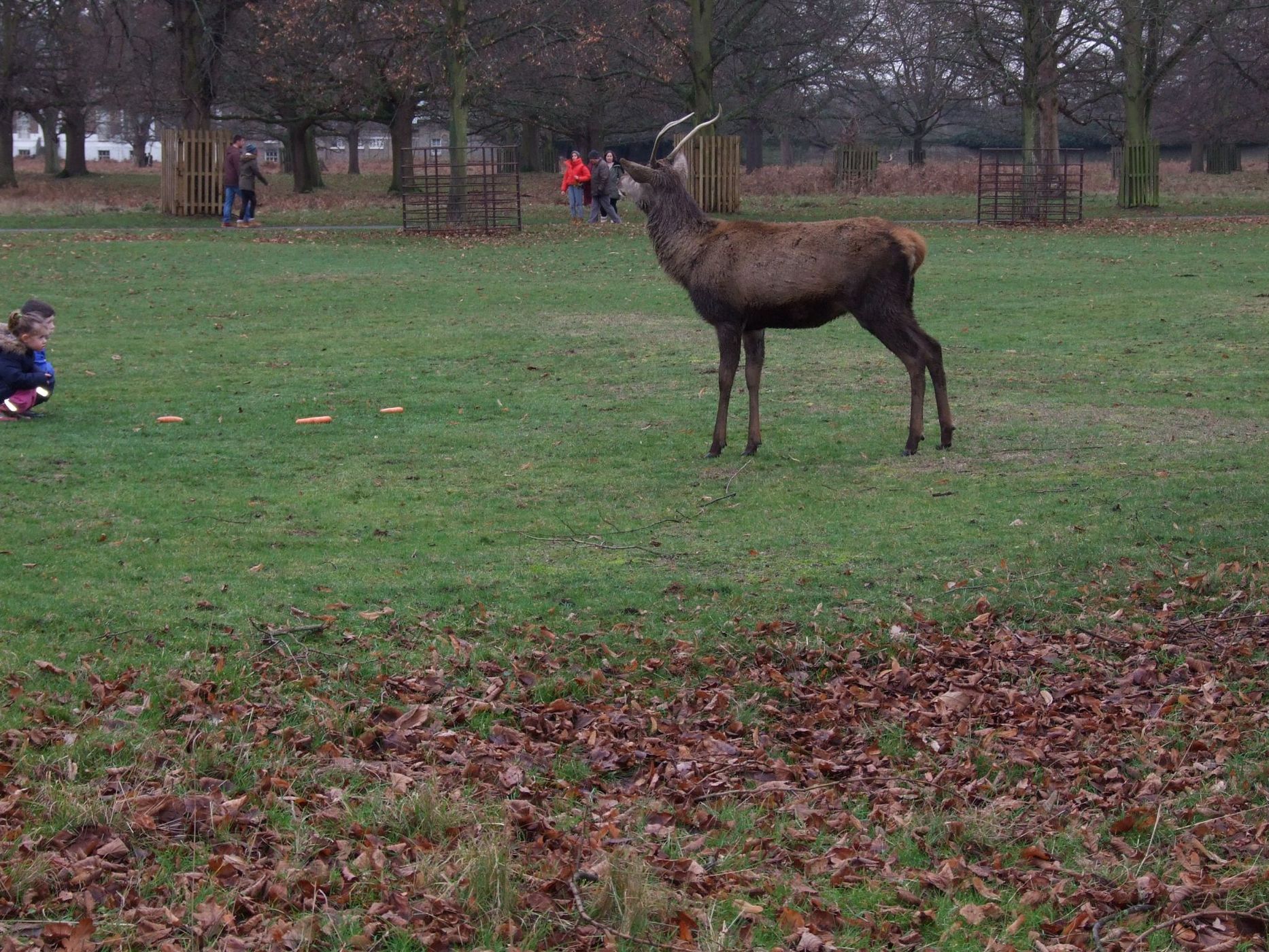 Bushy Park, United Kingdom