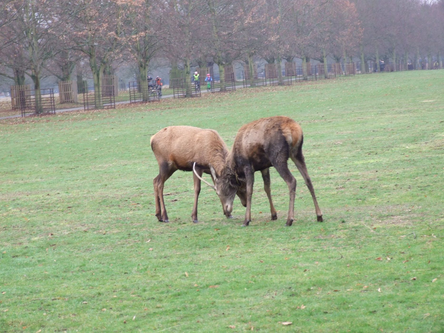Bushy Park, United Kingdom