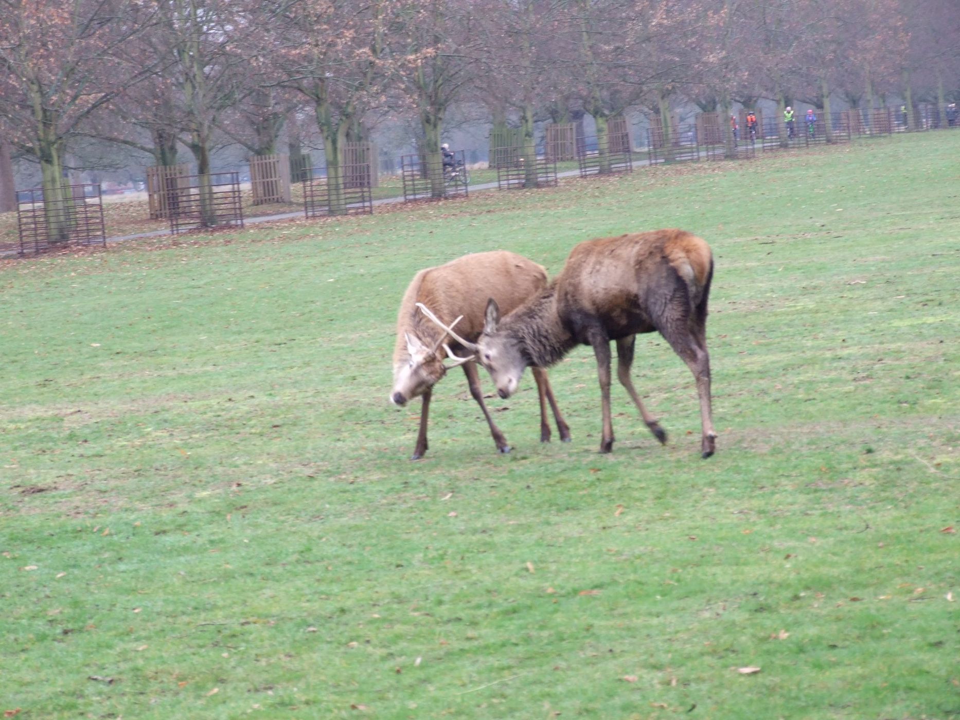 Bushy Park, United Kingdom