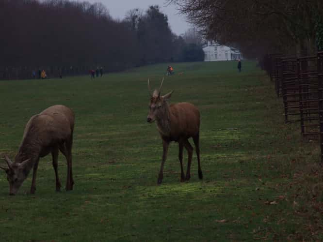 Bushy Park