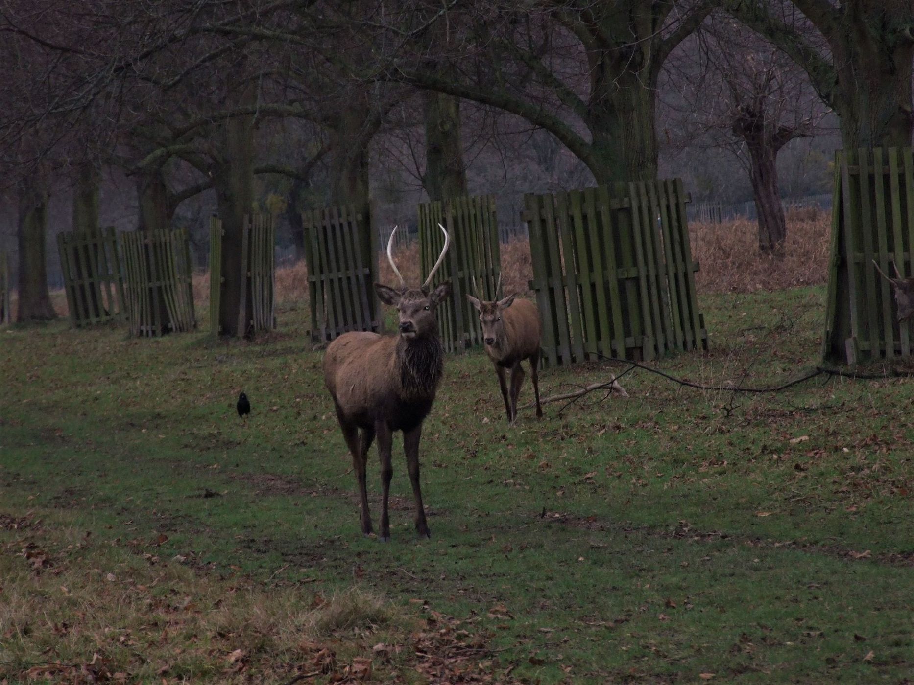 Bushy Park, United Kingdom