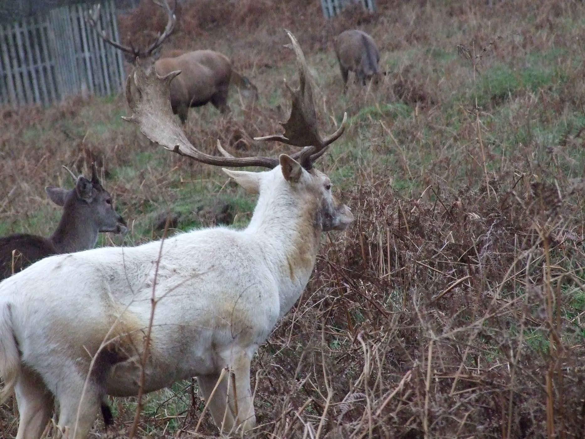 Bushy Park, United Kingdom