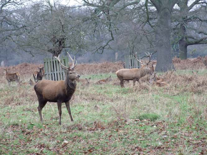 Bushy Park