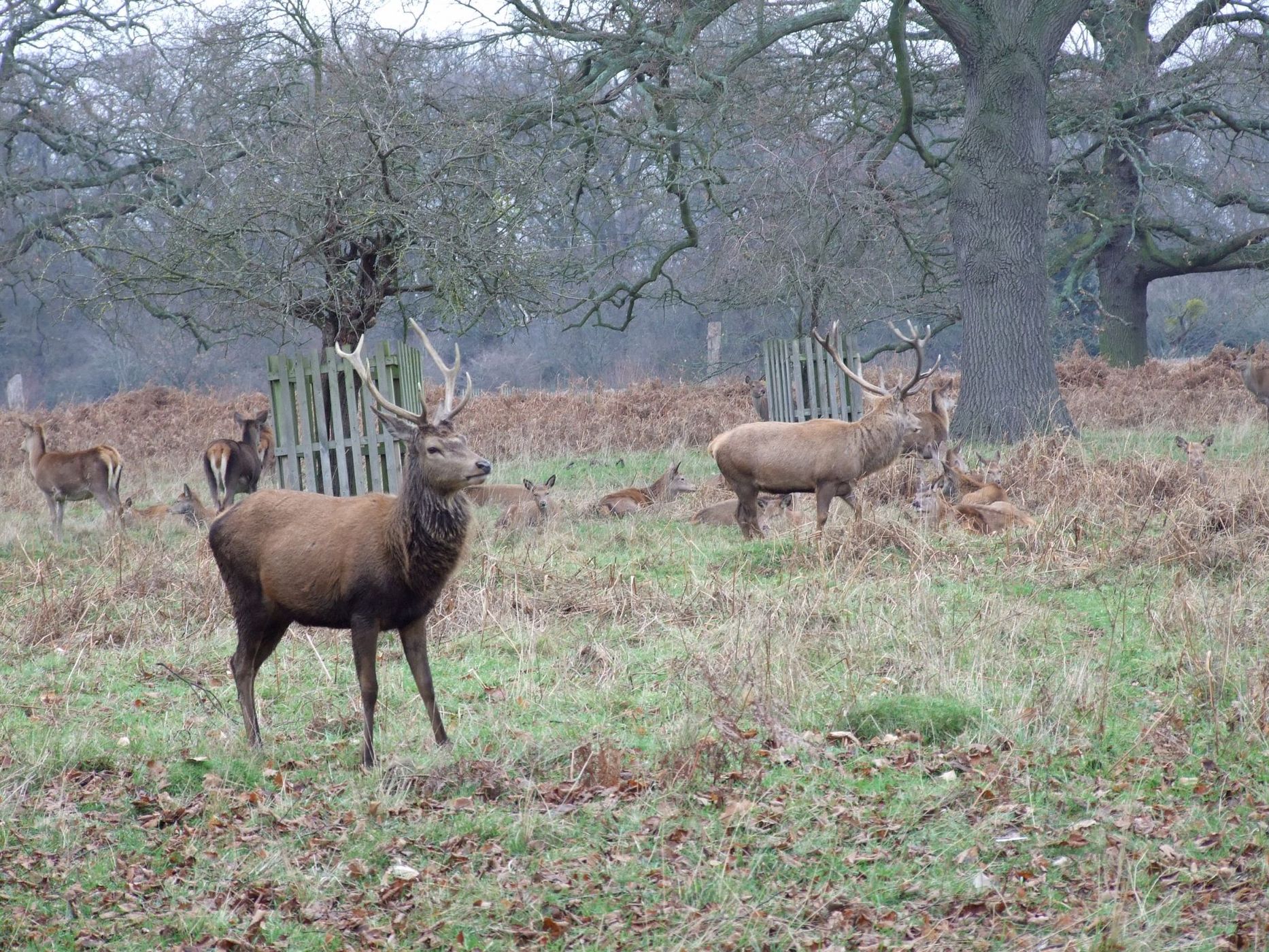 Bushy Park, United Kingdom