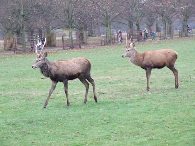 Bushy Park