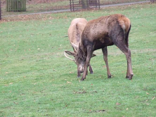 Bushy Park