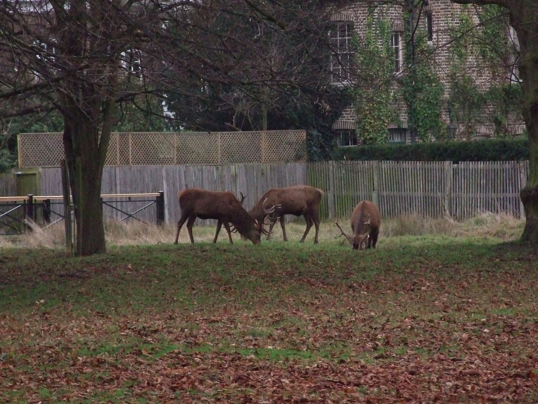 Bushy Park, United Kingdom