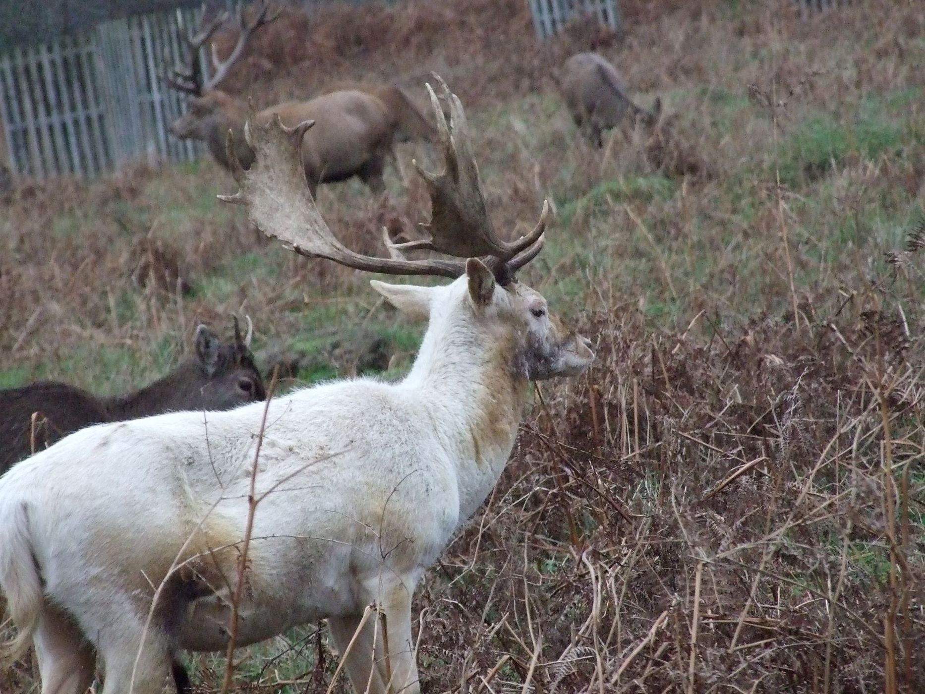 Bushy Park, United Kingdom