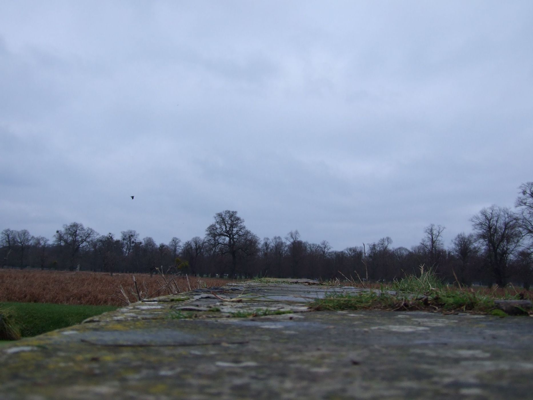 Bushy Park, United Kingdom