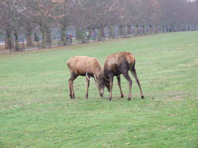Bushy Park