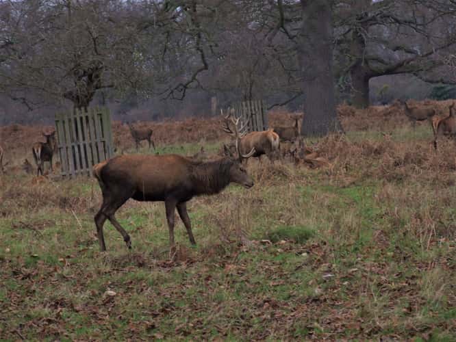 Bushy Park