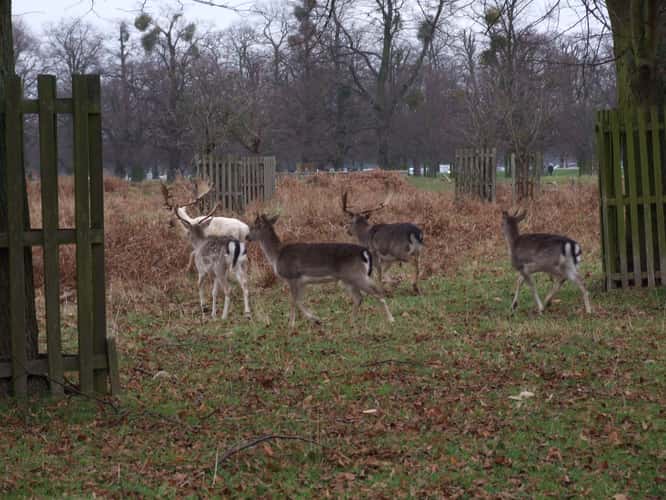 Bushy Park