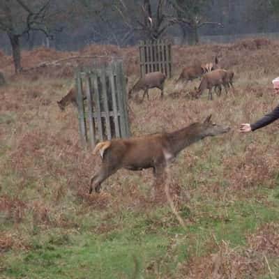 Bushy Park, United Kingdom