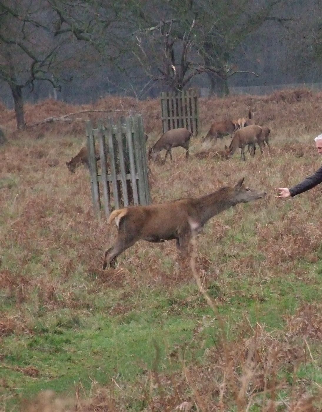Bushy Park, United Kingdom
