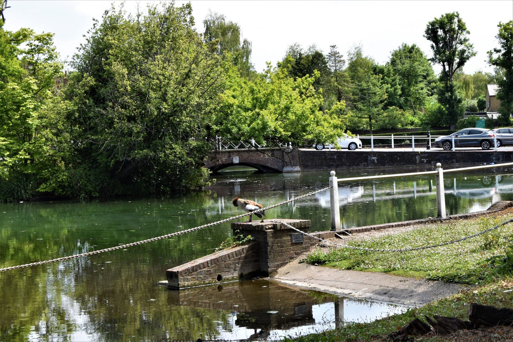 Carshalton Ponds, United Kingdom