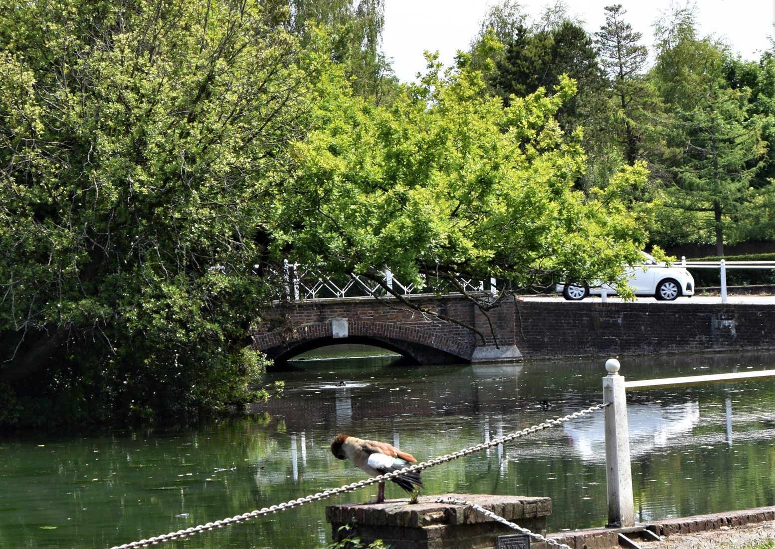 Carshalton Ponds, United Kingdom