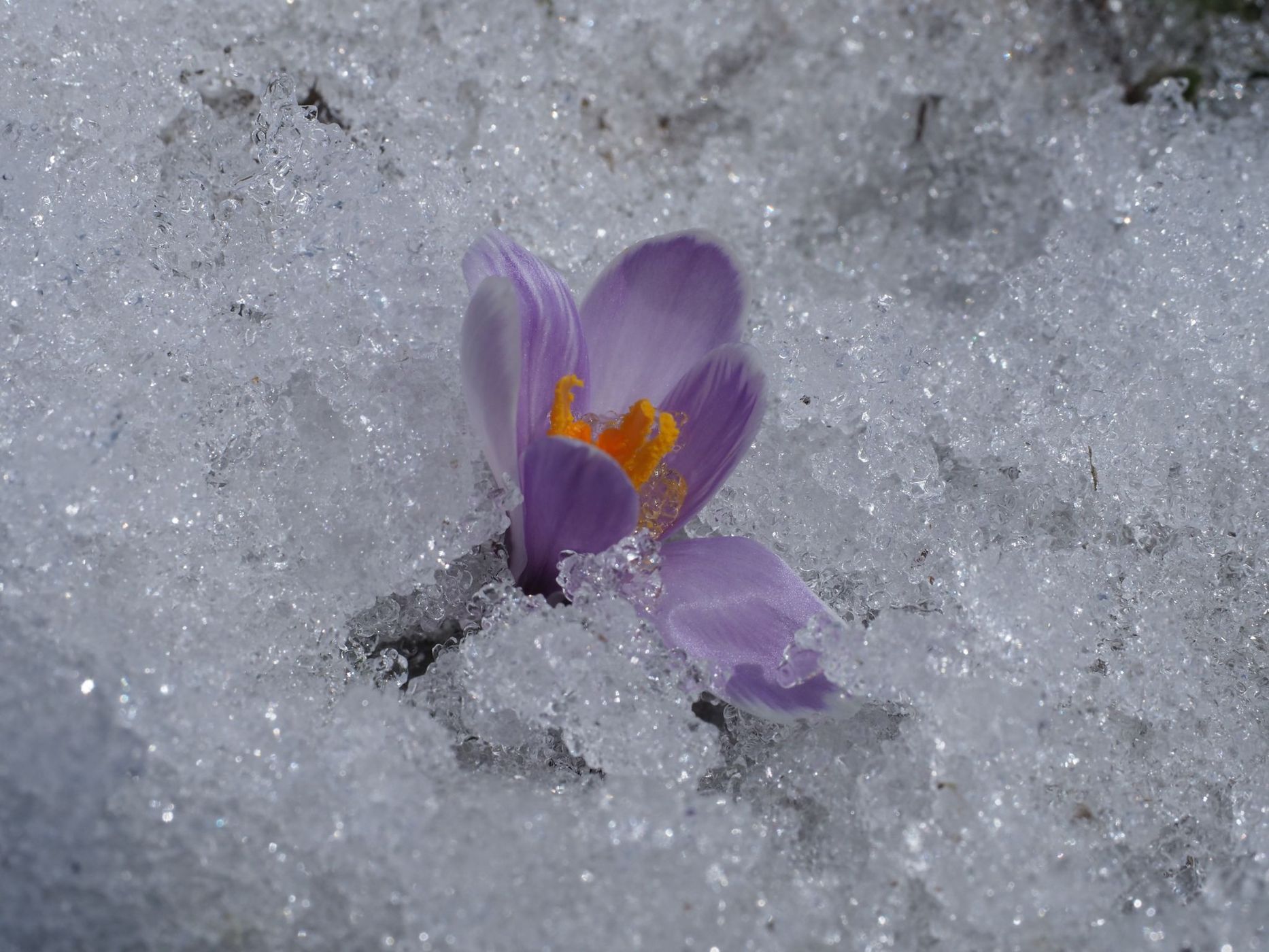 Crocus meets springtime, Austria