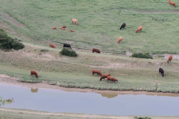 Cuckmere Valley, England