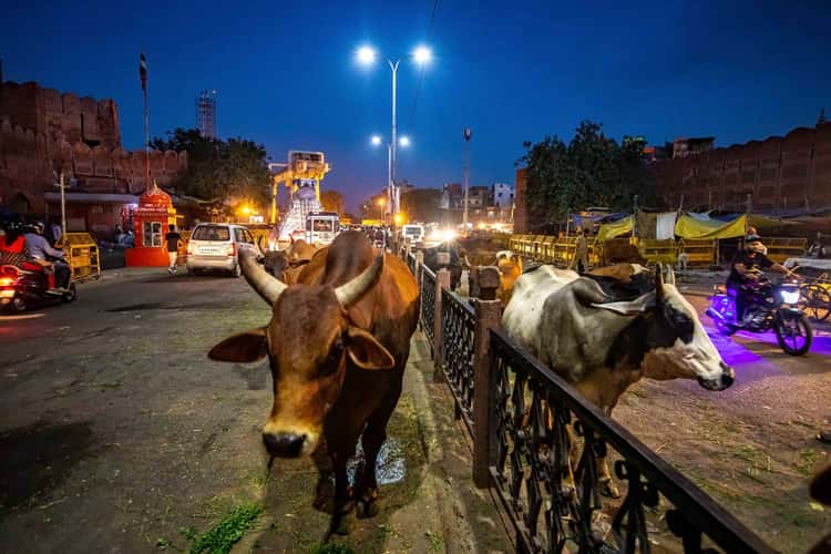Early morning traffic Jaipur, Rajasthan