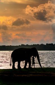 Elephant sunset the Kandalama Reservoir