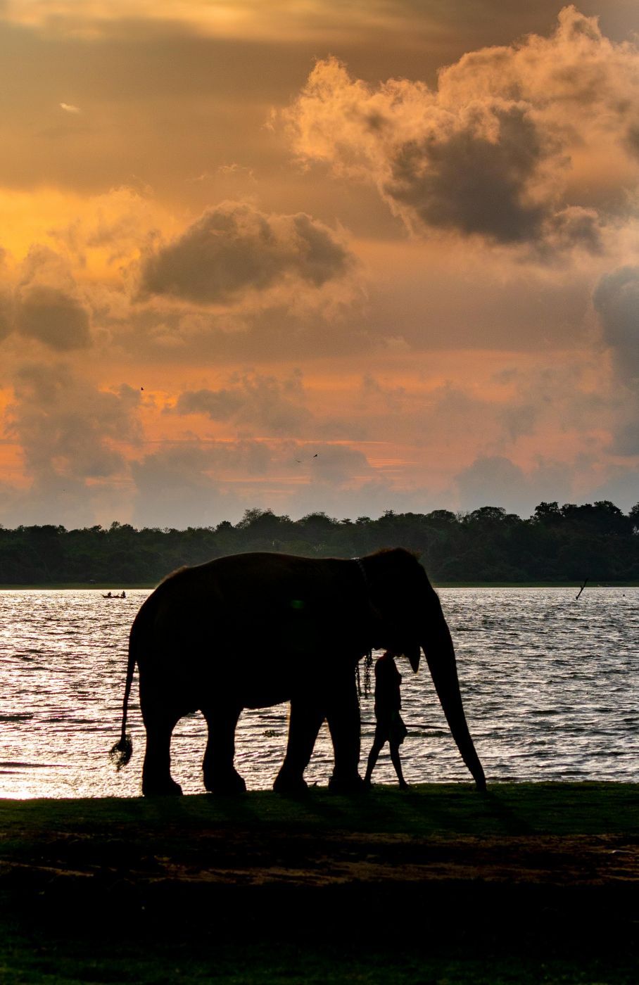Elephant sunset the Kandalama Reservoir, Sri Lanka