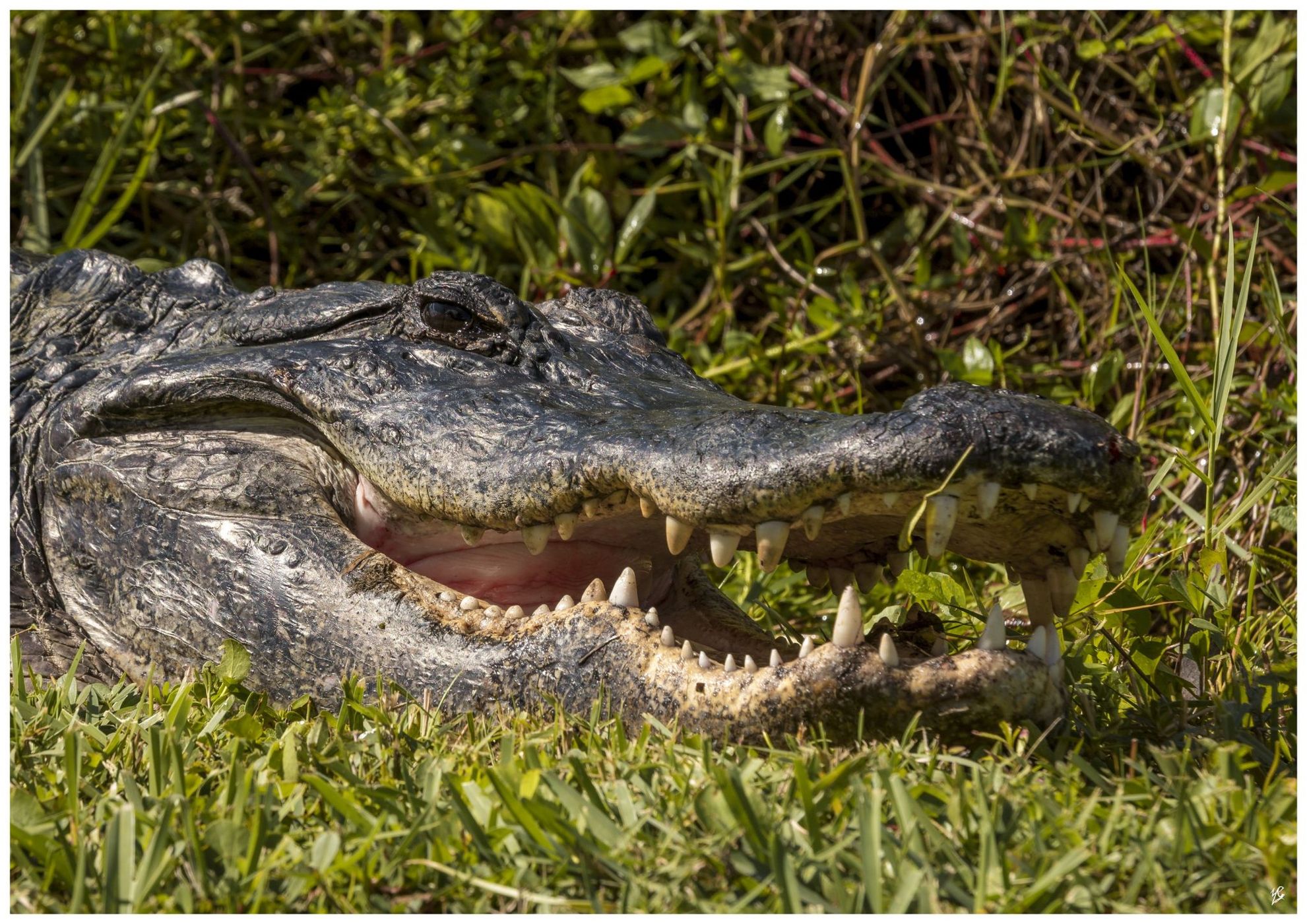 Everglades, USA