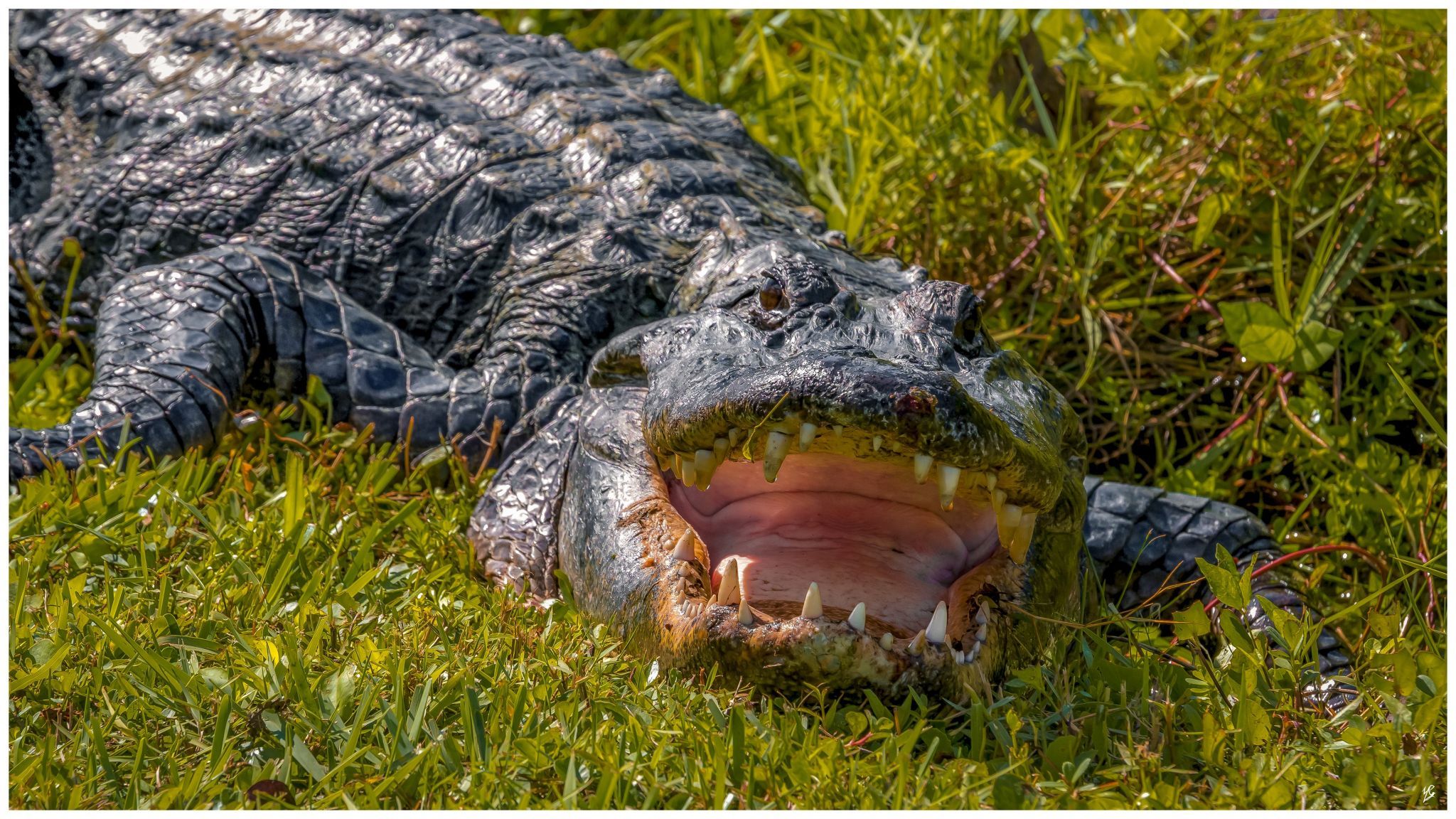 Everglades, USA