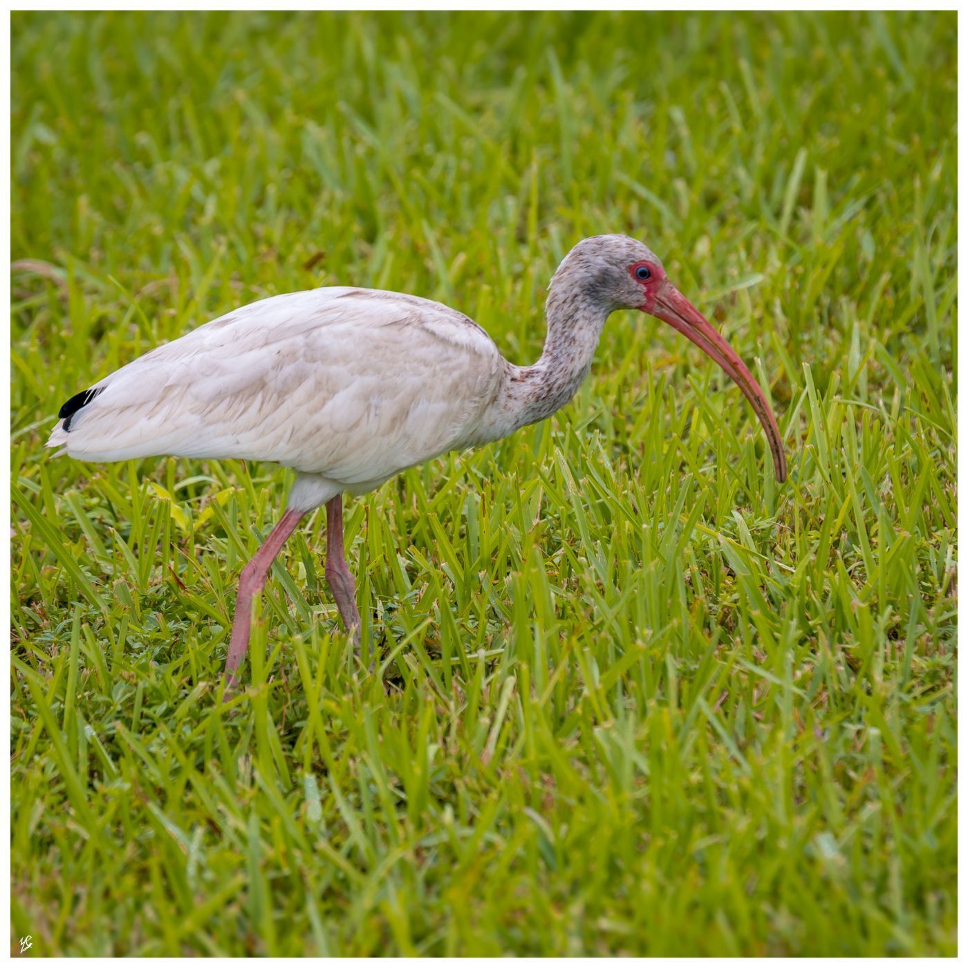Everglades, USA